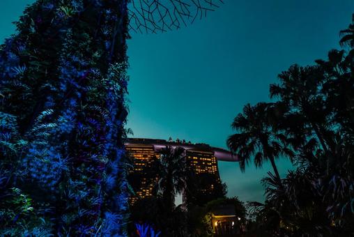 【シンガポール】スーパーツリー ガーデンズバイザベイ,スーパーツリー,植物園の写真素材