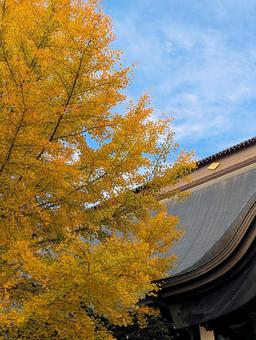恵林寺の鮮やかなイチョウの木 イチョウ,寺院,銀杏の木の写真素材