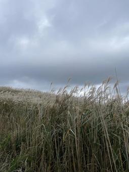 ススキの高原 秋,空,ススキの写真素材
