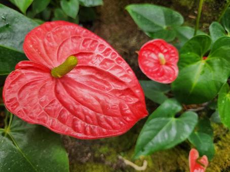 アンスリウムの写真