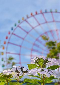 お台場のアジサイ お台場のアジサイ アジサイ,紫陽花,お台場の写真素材
