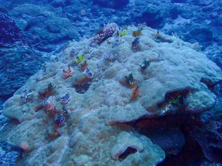 屋久島 海中に咲く花のようなケヤリ 屋久島 海中に咲く花のようなケヤリの写真