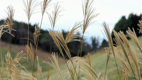稲取細野高原のすすき野原　8 稲取細野高原,ススキ,秋の写真素材