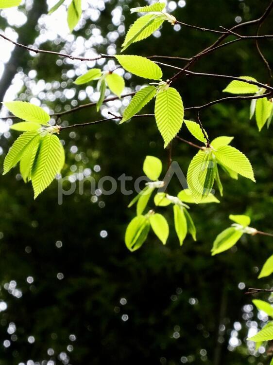 新緑 新緑,葉,芽吹きの写真素材