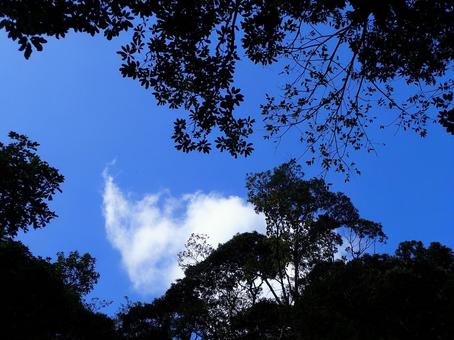 木陰と空 空,木陰,木の写真素材