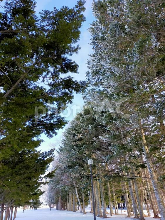 樹氷の残っている針葉樹 冬,雪,樹木の写真素材
