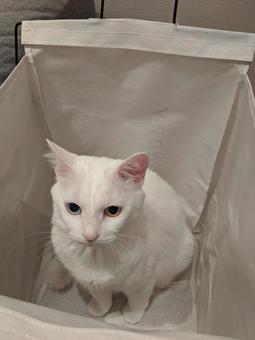 かご猫 かご猫の写真