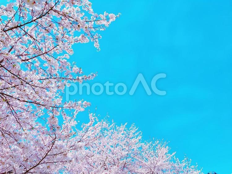 澄み渡る青い空と桜 サクラ,花,風景の写真素材