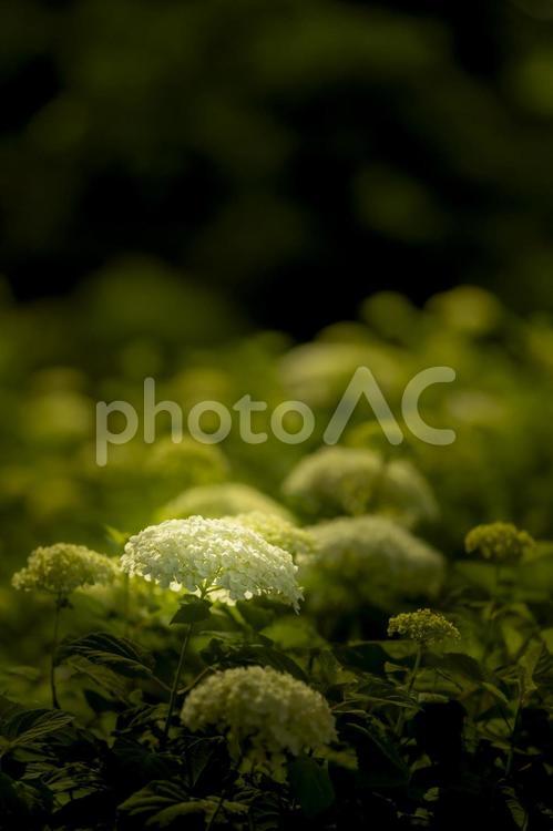夏の始まりが淡く咲いたよ 紫陽花,あじさい,夏の写真素材