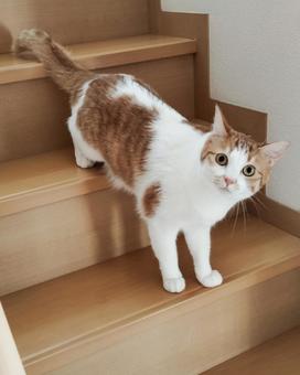 階段の途中からこちらを見ている猫 階段の途中からこちらを見ている猫 猫,ペット,階段の写真素材