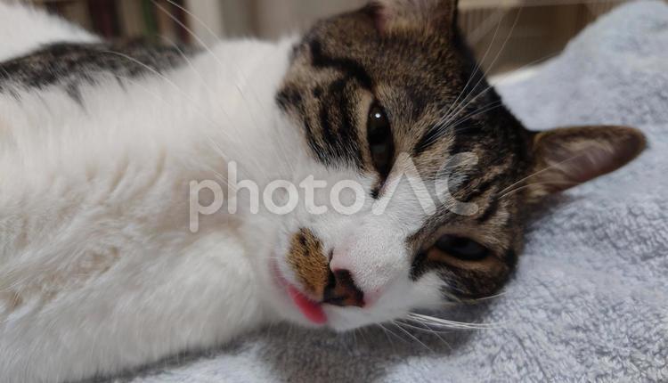 猫　ねこ　ネコ　癒やし　ペット 猫,ねこ,ネコの写真素材