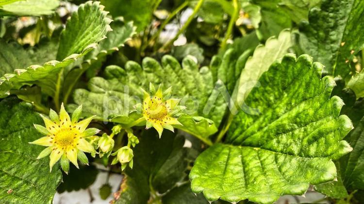 いちごの花が咲こうとしている写真 緑,綺麗,育成の写真素材