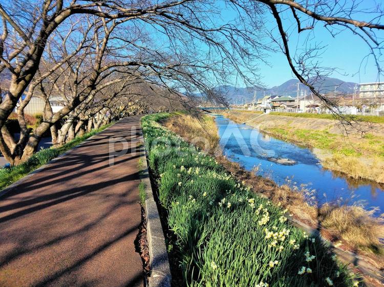 春を待ち望む桜並木の水仙通り 水仙,咲く,白い花の写真素材