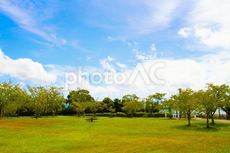 夏空と緑の公園　雲 夏,空,雲の写真素材