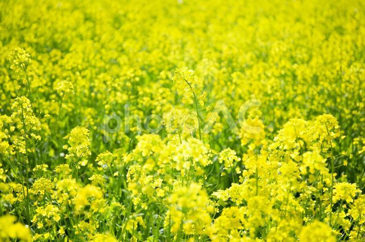 一面の菜の花 菜の花,花,植物の写真素材
