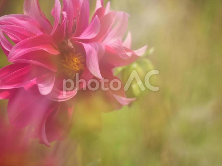草むらの中のダリア ダリア,赤い花,夏の花の写真素材