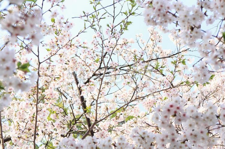 【花の写真】桜 サクラ,満開,春の写真素材