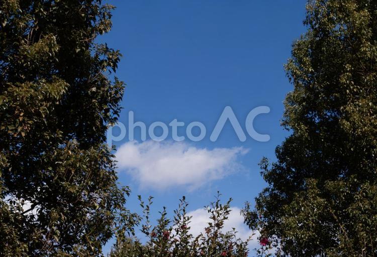 青空と白い雲と樹木 空,背景,自然の写真素材