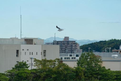 空中を舞うセグロカモメ 空中を舞うセグロカモメ セグロカモメ,渡り鳥,冬鳥の写真素材