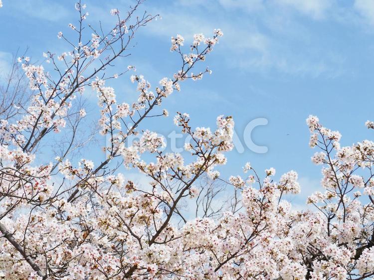 青空に映える桜 さくら,サクラ,桜の写真素材