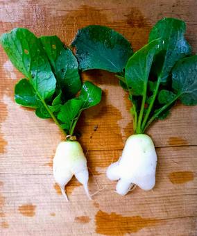 又根ラディッシュ ラディッシュ,二股,又根の写真素材
