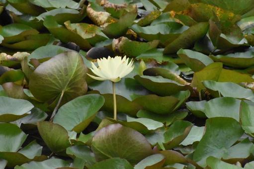Water lilies in Moegino, Aoba Ward, Yokohama City, just after the summer heat, JPG