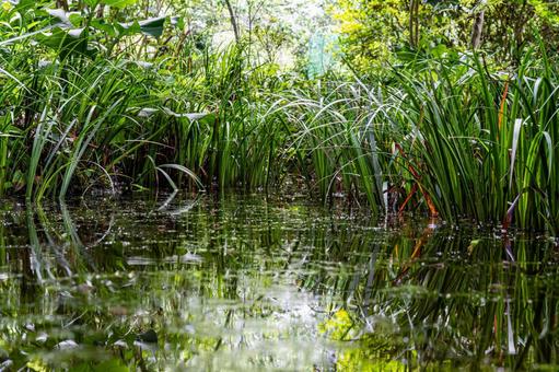 涼しげな池と生い茂る夏の草 涼しげな池と生い茂る夏の草の写真