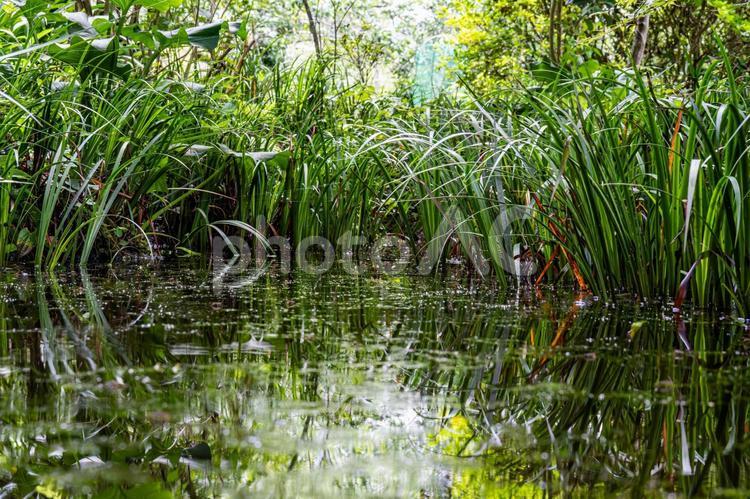 涼しげな池と生い茂る夏の草 池,沼地,湖の写真素材