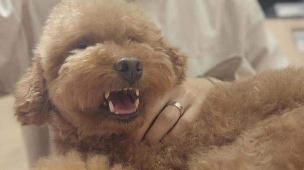 怒っている犬 怒っている犬 犬,トイプードル,茶色の写真素材