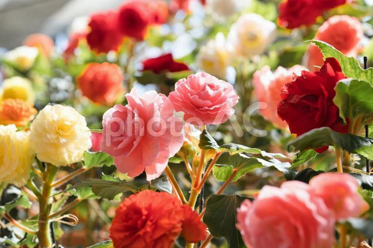 陽光に輝く美しい花々の競演③ 花,花びら,鮮やかの写真素材