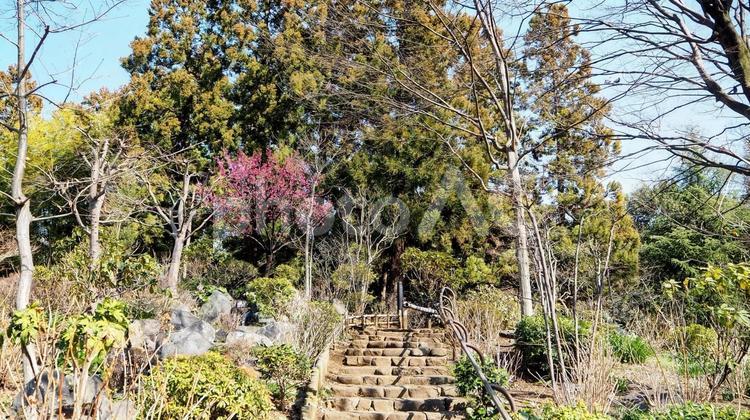 早春の花・航空公園の紅梅（埼玉県所沢市） 早春,紅梅,所沢航空記念公園の写真素材