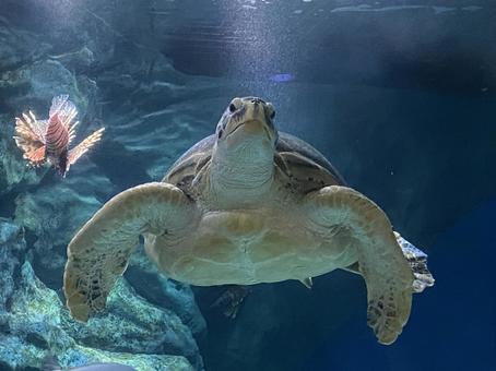 水族館 亀 水族館 亀 海亀,ウミガメ,亀の写真素材