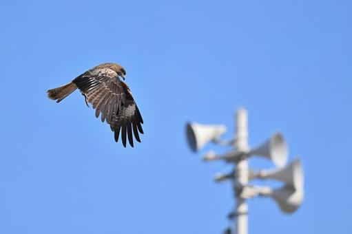 Black Kite, JPG
