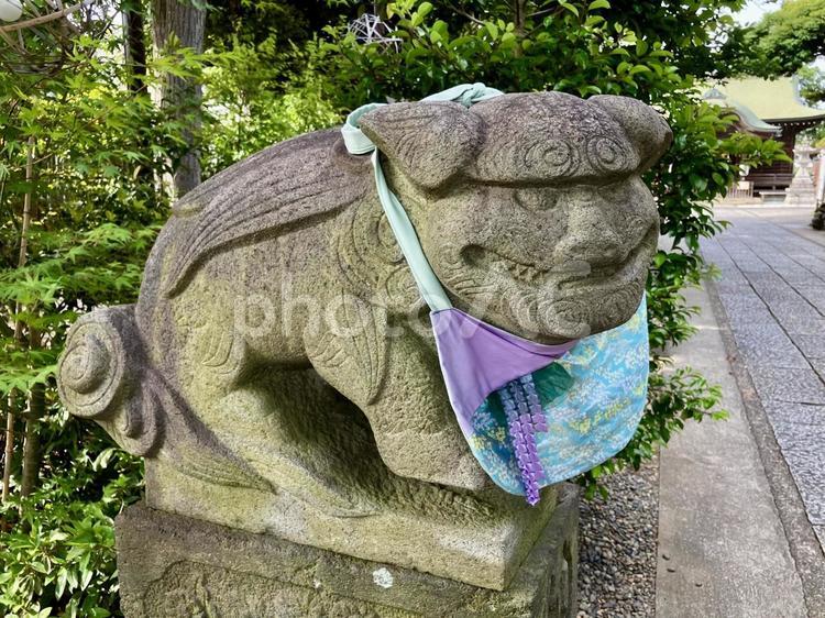 よだれかけがおしゃれ 狛犬,神社,境内の写真素材