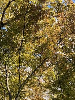 初紅葉 初紅葉,もみじ,紅葉の写真素材