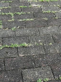 公園の道の写真