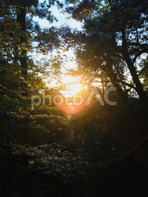 森林と朝日　自然 森林と朝日,自然,景色の写真素材