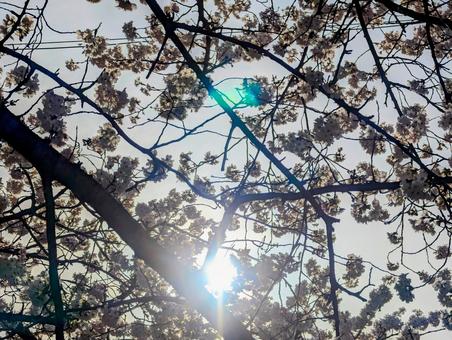 満開の桜と日差し 満開の桜と日差しの写真