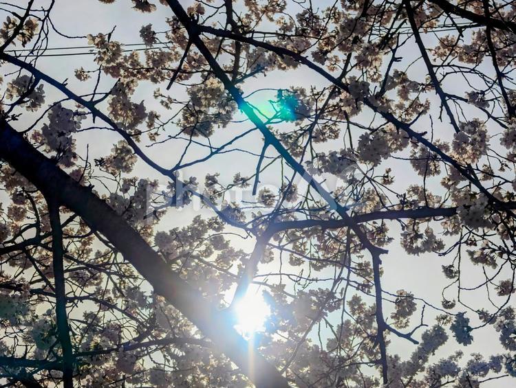 満開の桜と日差し さくら,春,木の写真素材