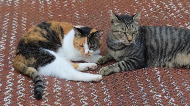 ラブラブでもふもふな三毛猫たちの夕涼み ラブラブでもふもふな三毛猫たちの夕涼みの写真