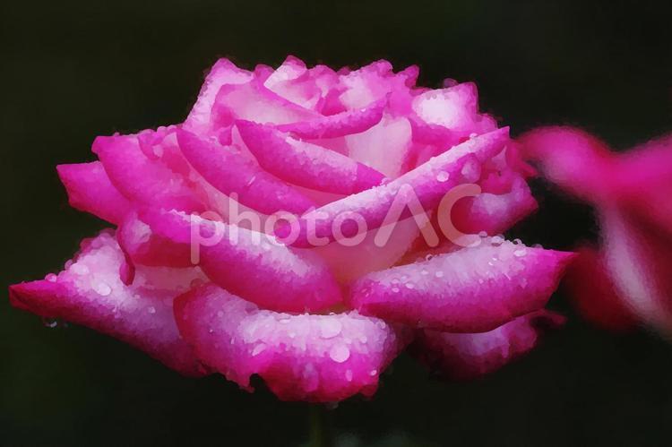 濡れた大輪の薔薇 薔薇,rose,ばらの写真素材