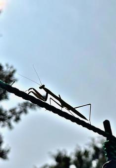 カマキリ カマキリの写真