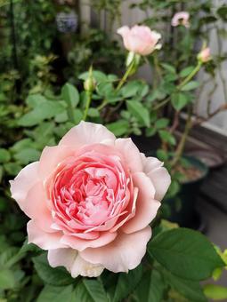 ベランダのバラ・ローブデコルテの写真