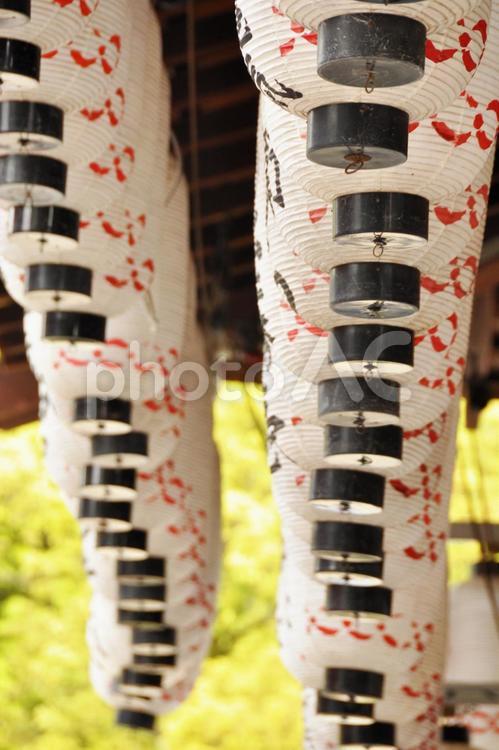 提灯の連なりを見上げる 提灯,つらなる,連なりの写真素材