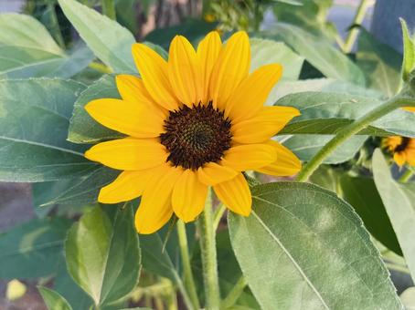 ひまわりの花 ひまわりの花 ひまわり,姫ひまわり,自然の写真素材
