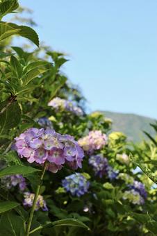 谷厳寺の紫陽花4 紫陽花,自然,初夏の写真素材