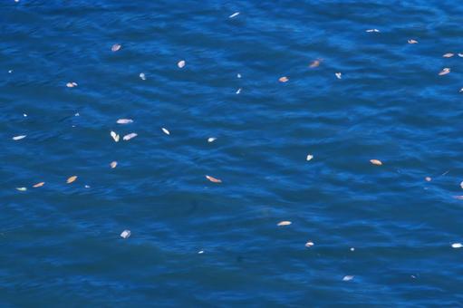 湖面に浮かぶ落ち葉の写真
