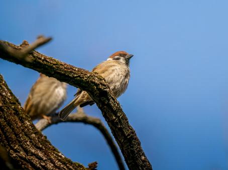 枝にとまるスズメ 枝にとまるスズメ スズメ,雀,鳥の写真素材
