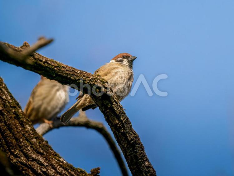 枝にとまるスズメ スズメ,雀,鳥の写真素材