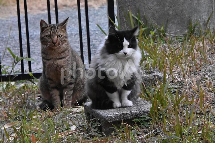 ご飯待ちする地域ねこの子猫 ねこ,ネコ,猫の写真素材